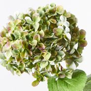 Hydrangea Green Purple 68cml