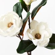 Magnolia Japanese Spray White 74cml