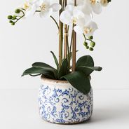 Orchid Phalaenopsis in Scarla Pot White 58cmh