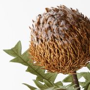 Banksia Acorn Coffee 69cml