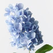 Hydrangea Cone Blue 72cml