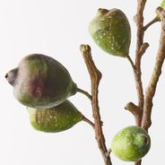Fig Spray Green 68cml