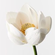 Lotus Flower White 66cml