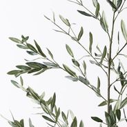 Olive Leaf Branch Green 180cml