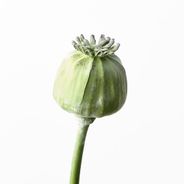 Poppy Bud Spray Green 60cml