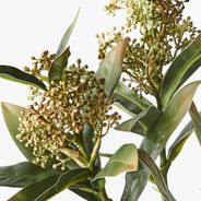 Skimmia Spray Green Yellow 46cml