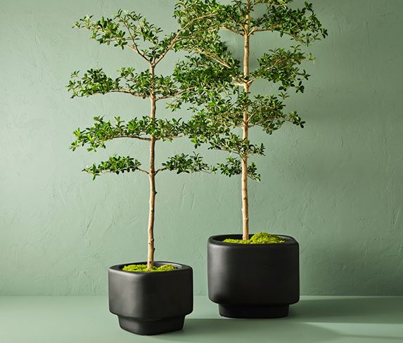 Floral Interiors Creative Living Artificial Trees Olive_Pots and Planters