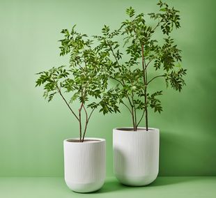 Floral Interiors Products Artificial Trees