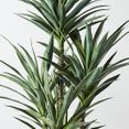 Yucca Plant