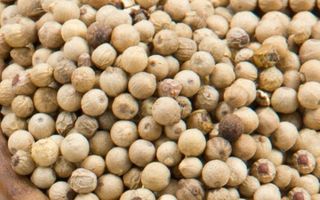 PEPPERCORNS WHITE WHOLE 1KG CHEFMASTER