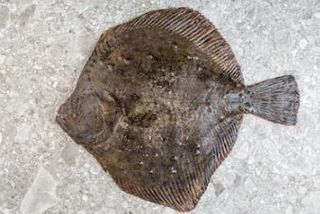 FLOUNDER WHOLE (D) (10KG)