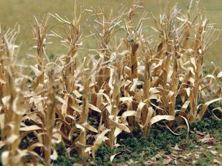 Bachmann 1" Dried Corn Stalks, 30/pack.HO Scale