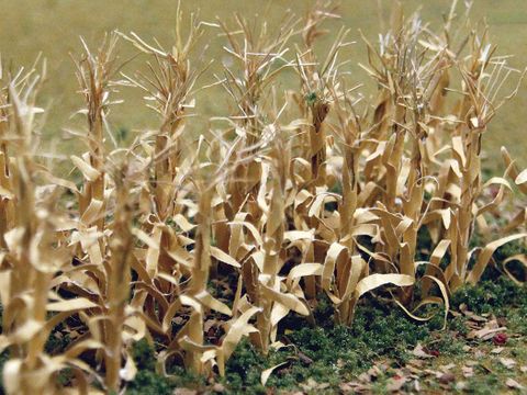 Bachmann 1" Dried Corn Stalks, 30/pack.HO Scale