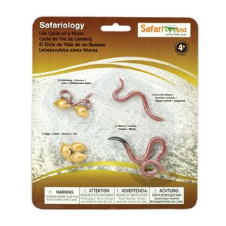 Safari Ltd Life Cycle Of A Worm Safariology