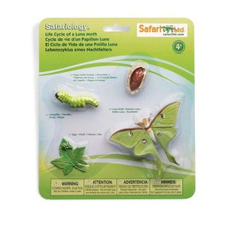 Safari Ltd Life Cycle of a Luna Moth