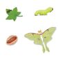Safari Ltd Life Cycle of a Luna Moth