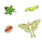 Safari Ltd Life Cycle Of A Luna Moth