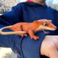 Safari Ltd Crested Gecko