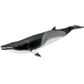 Safari Ltd Minke Whale