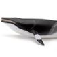 Safari Ltd Minke Whale