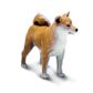 Safari Ltd Shina Inu