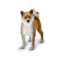 Safari Ltd Shina Inu