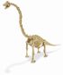 Dr. Steve Hunters Brachiosaurus SkeletonDino Excavation Kit