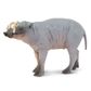 Safari Ltd Babirusa Wild Safari Wildlife *