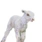 Safari Ltd Lamb