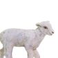 Safari Ltd Lamb