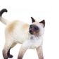 Safari Ltd Siamese Cat