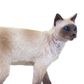 Safari Ltd Siamese Cat