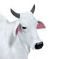 Safari Ltd Ongole Cow Safari Farm