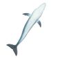 Safari Ltd Sei Whale Wild Safari Sea Life