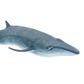 Safari Ltd Sei Whale Wild Safari Sea Life