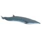 Safari Ltd Sei Whale Wild Safari Sea Life