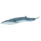 Safari Ltd Sei Whale Wild Safari Sea Life