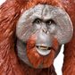 Safari Ltd Bornean Orangutan Wildlife Wonders