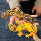 Safari Ltd Leopard Gecko