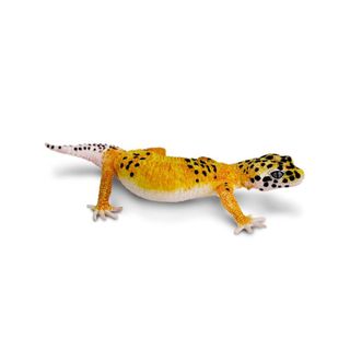 Safari Ltd Leopard Gecko