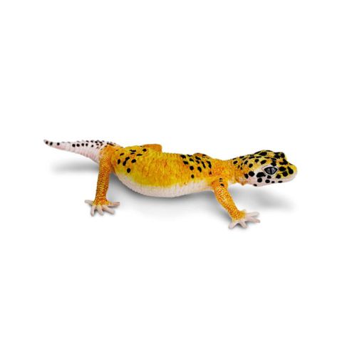 Safari Ltd Leopard Gecko