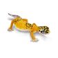 Safari Ltd Leopard Gecko