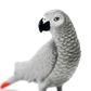 Safari Ltd African Grey Parrot Toy Figure