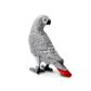 Safari Ltd African Grey Parrot Toy Figure