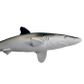 Safari Ltd Silky Shark Toy Figure