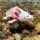 Safari Ltd Axolotl Toy Figure