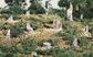 Woodland Scenics Cut Stumps 14/Pkg