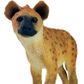 Safari Ltd Spotted Hyena