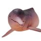Safari Ltd Amazon River Dolphin