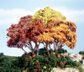 Woodland Scenics Autumn Mix Forest Canopy